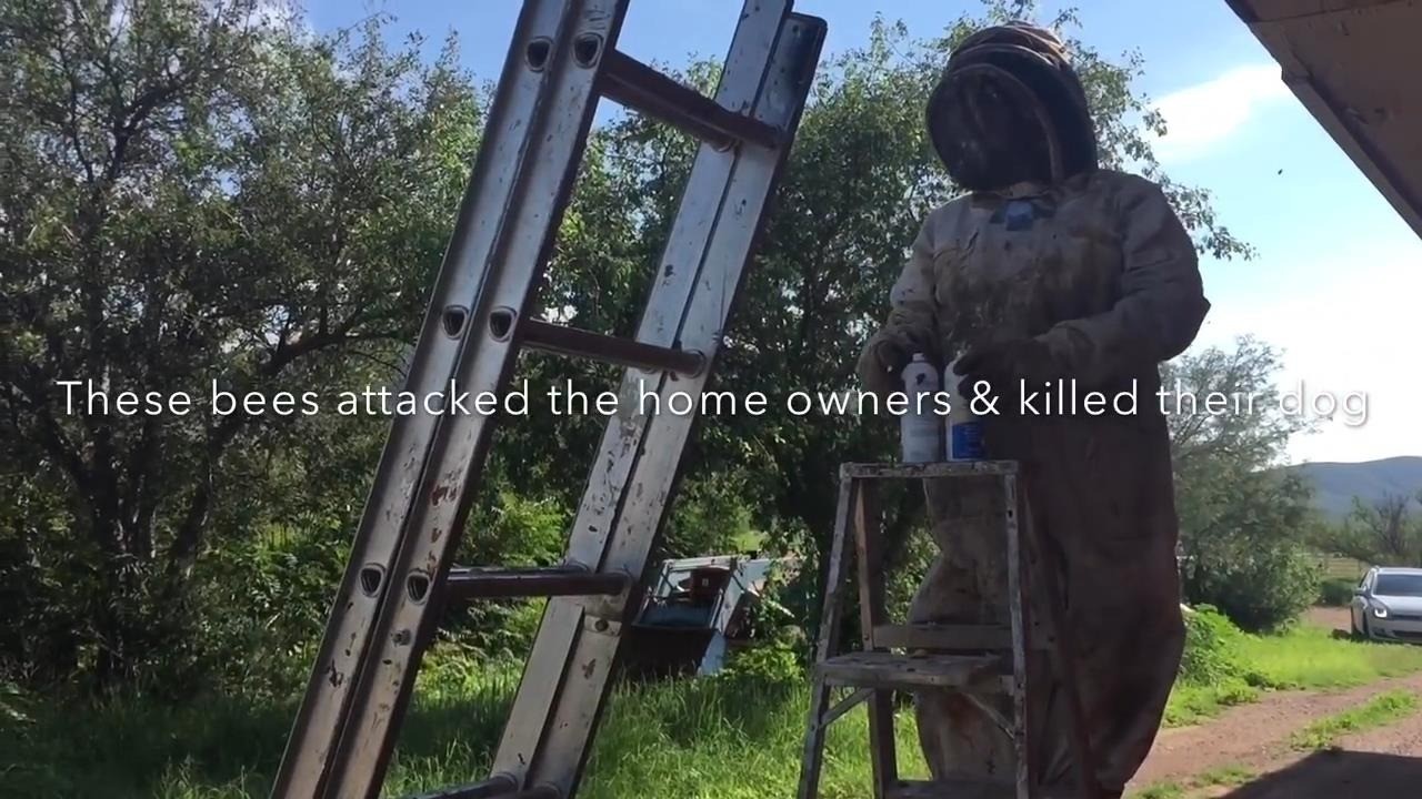 Bee Swarm Removal Houston